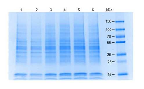 Coomassie stained SDS-PAGE of 20 μg of (1) Hela WCL, (2) Jurkat WCL, (3) HEK 293 WCL, (4) MCF-7 WCL, (5) A 549 WCL, (6) Raji WCL separated using a 4-20% gradient gel under reducing conditions. Molecular weight standards are shown.